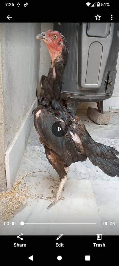 long height female for sale