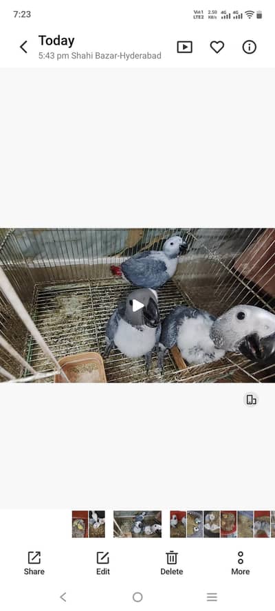 grey parrot 7 chicks  white ringneck 3 chicks raw 1 chick