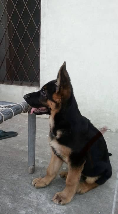 top quality extreme good pink pedigree show line puppies available