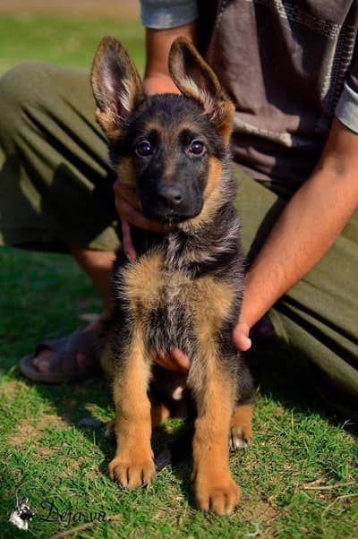 top quality stock hair pink pedigree show line puppies available