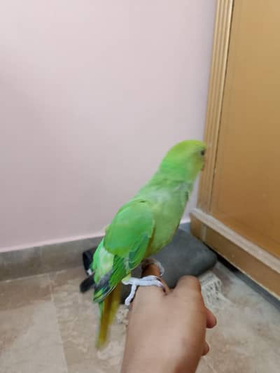 Ringneck parrot home breed 5 months fully tamed