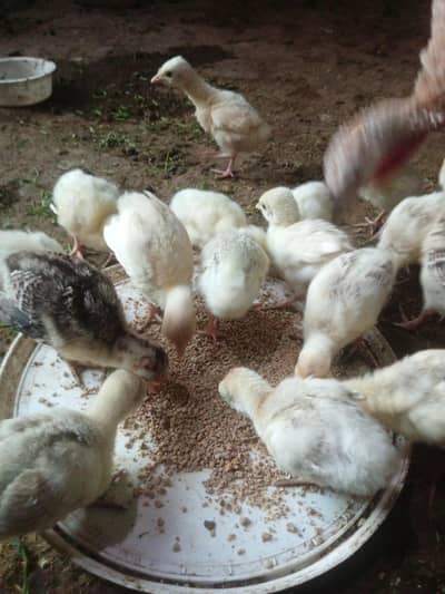 turkey chicks