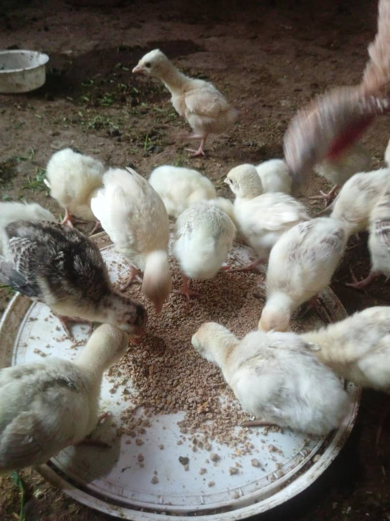 turkey chicks 0