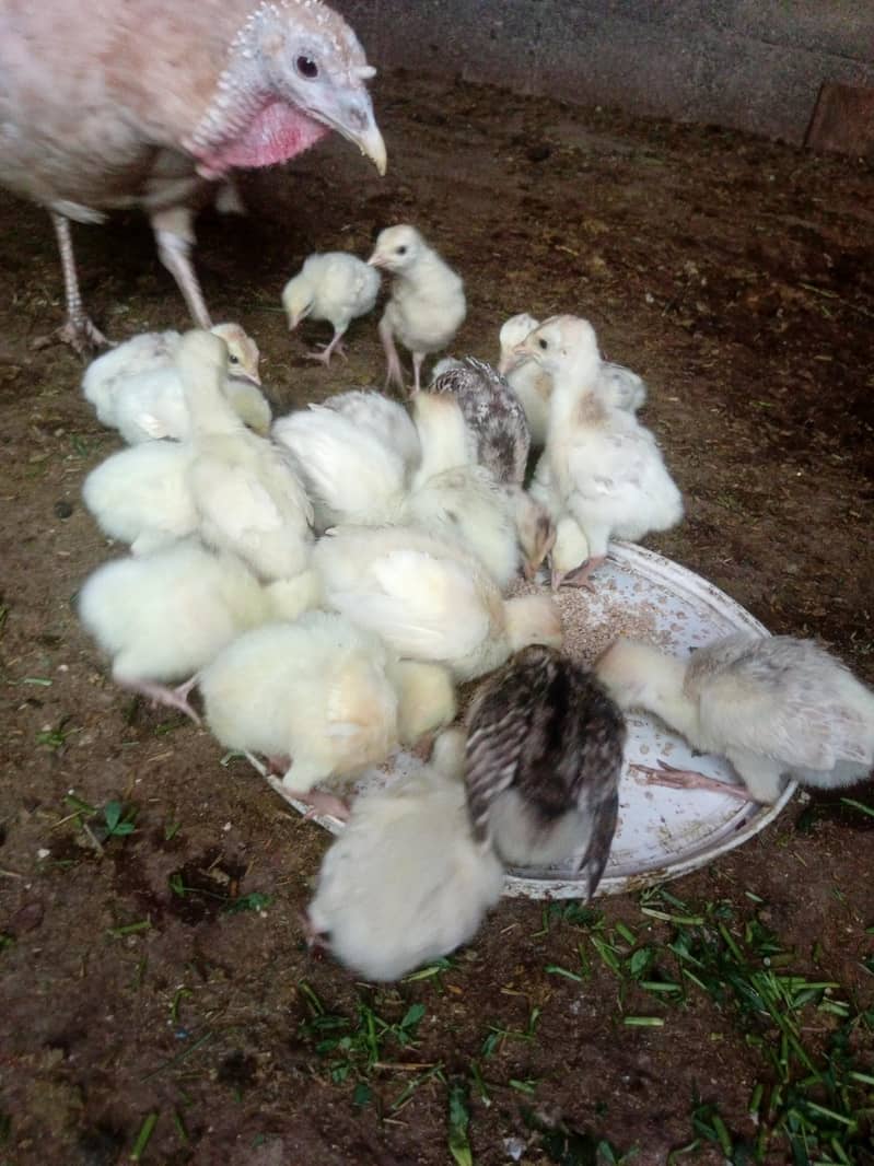 turkey chicks 1