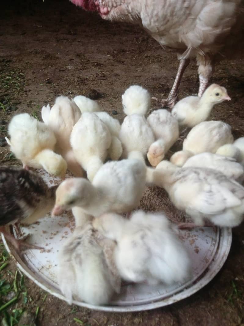 turkey chicks 2