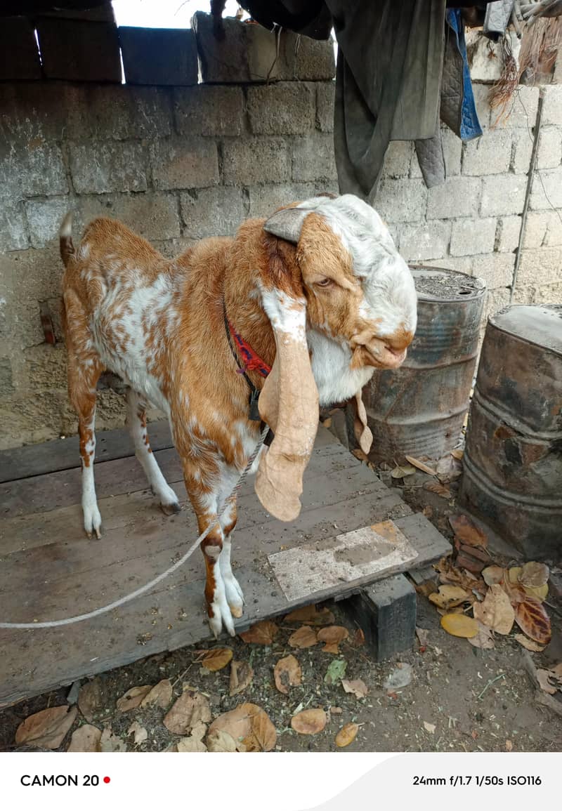Raja 1