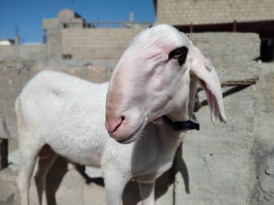 ماشاءاللہ صحت مند ترکی کراس دنبہ برائے فروخت | کراچی