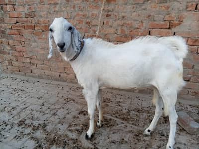 Healthy White Ghr Ka Pla Hua ßakra For Sale