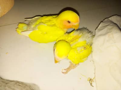 cream to cream pied coacktail breeder pair chicks for hand tame