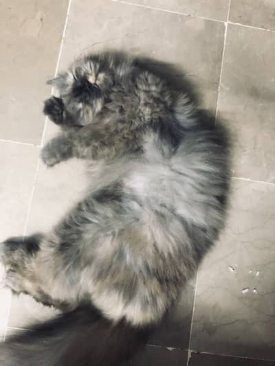 Greyish brown peke face female cat