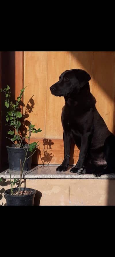 Labrador Dog Fully trained