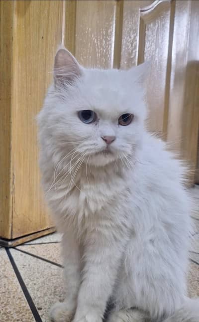 oud eyes. .