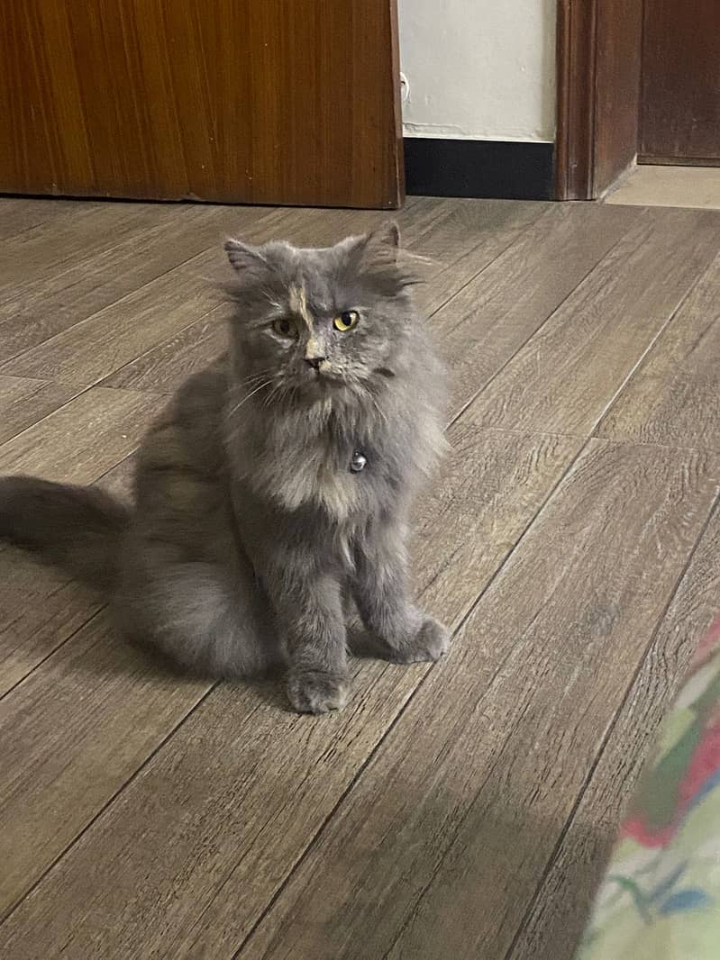 Persian Cat 0