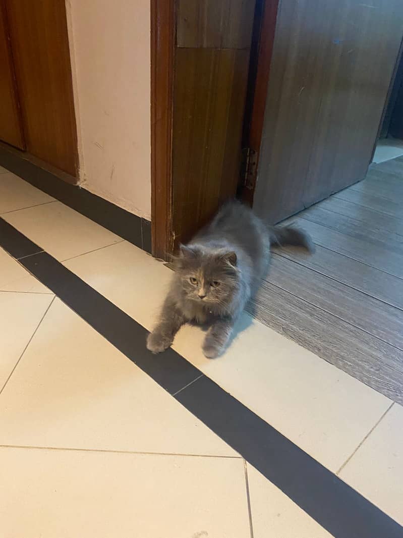 Persian Cat 1