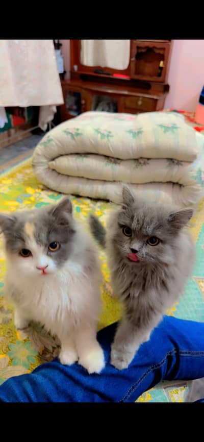 Cats for sale with reasonable price.