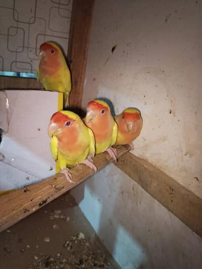 lovebirds for sale