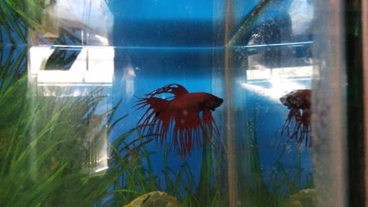 Beta Fish for sale