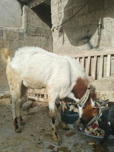 bakra for sale