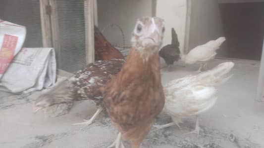 Desi and Misri hens  age 2.5 month