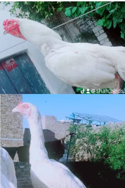 high quality aseel hera shamo pair Paperwhite