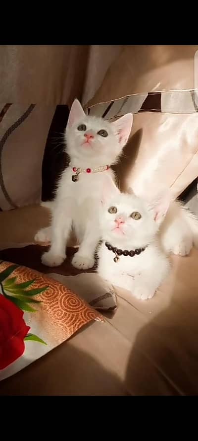 kitten for sell