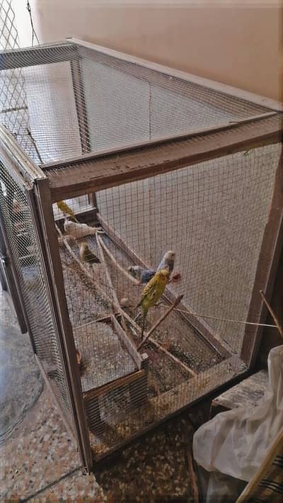 Urgent sale Cocktails Budgies and Lovebird