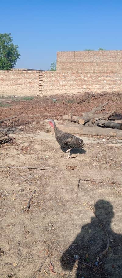 Turkey Bird 1 Female