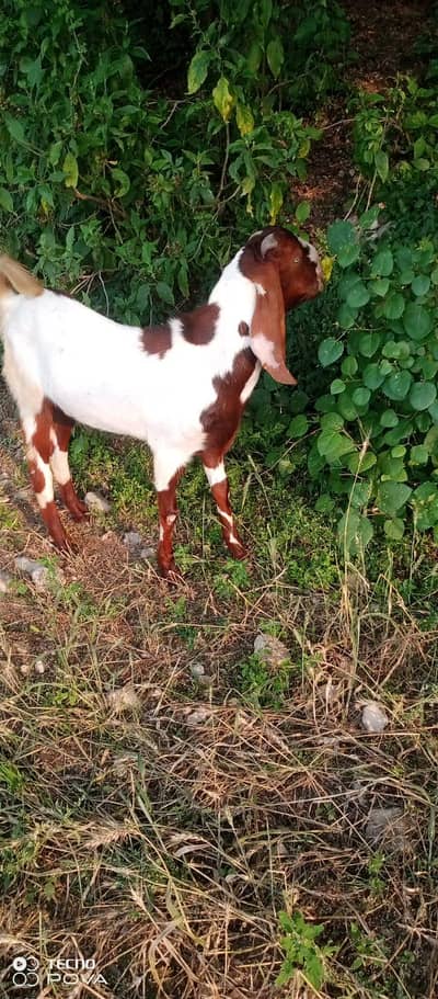 Bakra for Qurbani 2026 . . . 03028797896