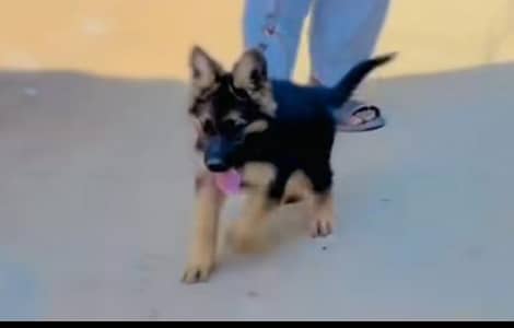 Pure blood line Germen male dog