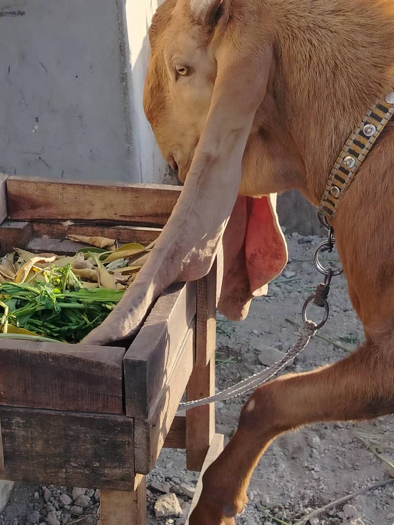 Bakra. 1