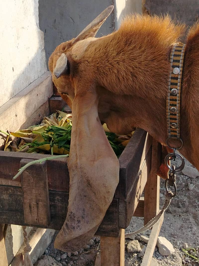 Bakra. 2