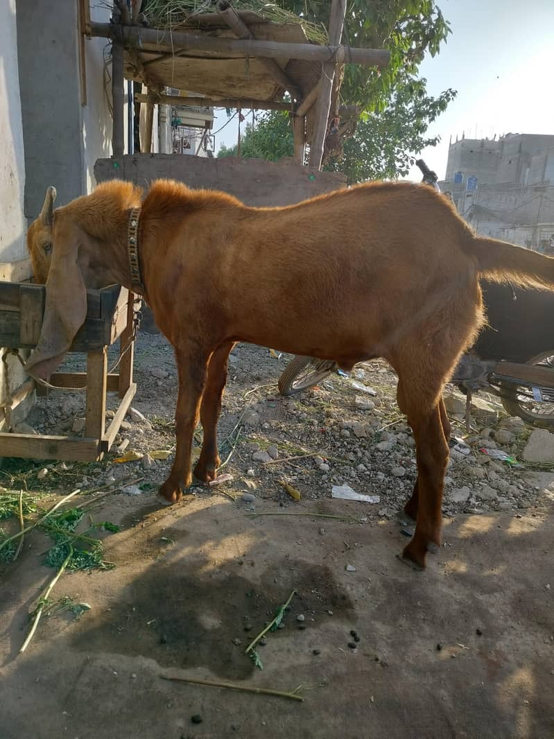 Bakra. 3