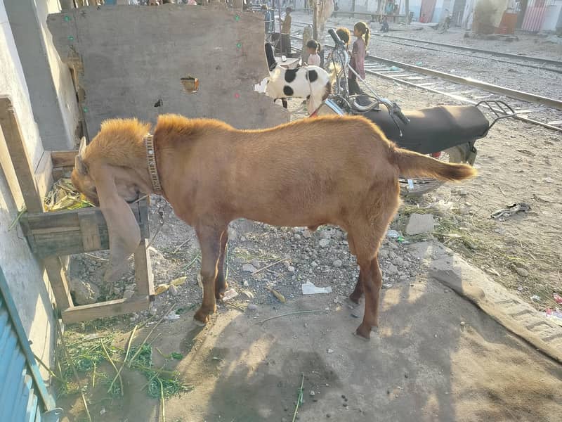 Bakra. 4