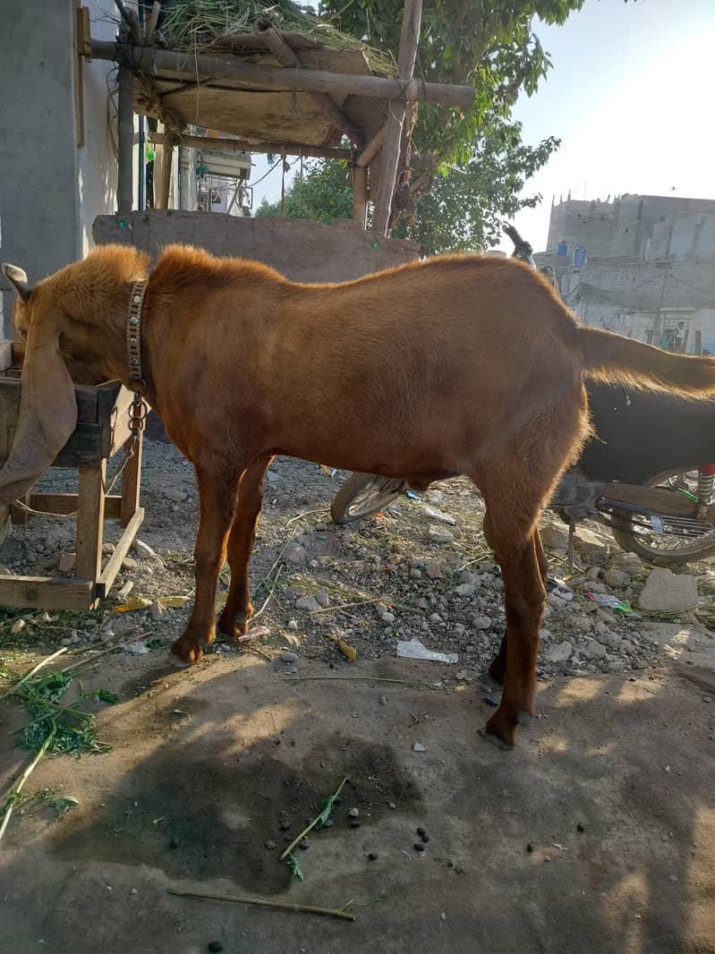 Bakra. 5
