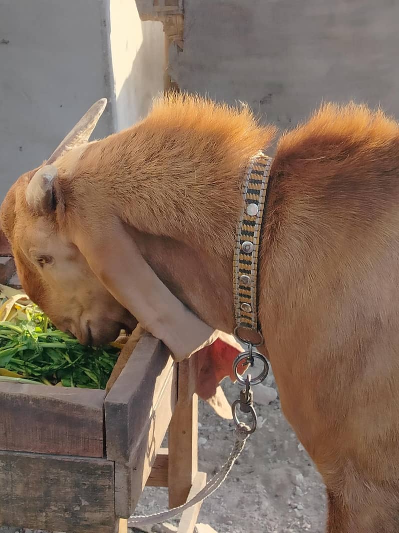 Bakra. 6