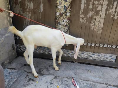 Bakra For Eid