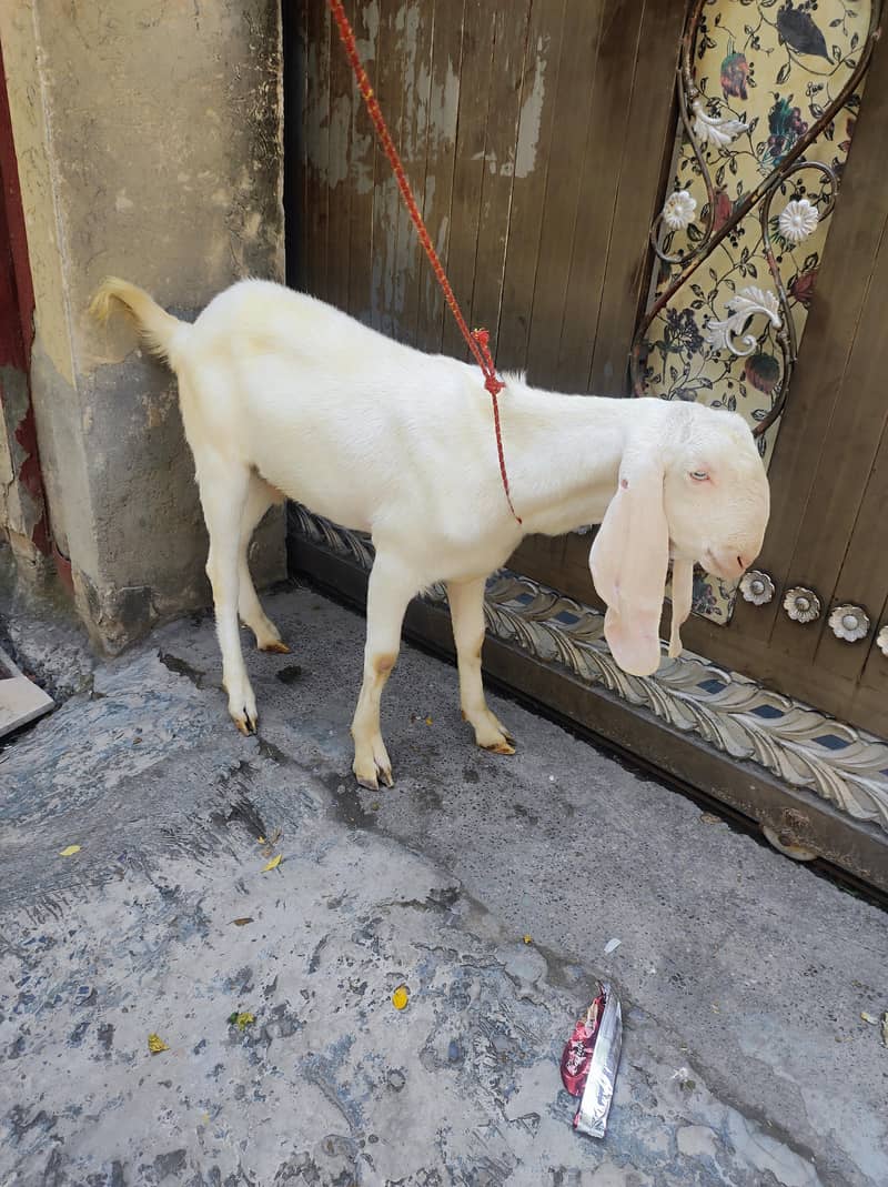 Bakra For Eid 1