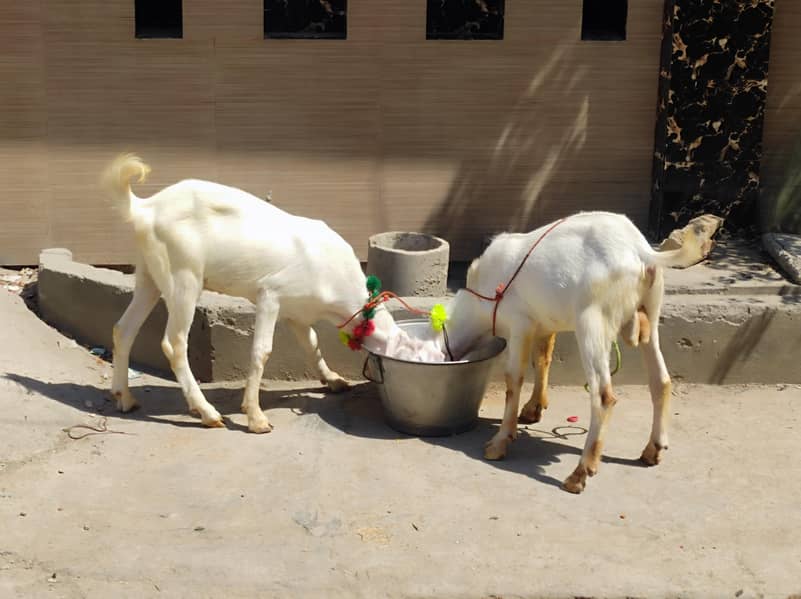 Bakra For Eid 2