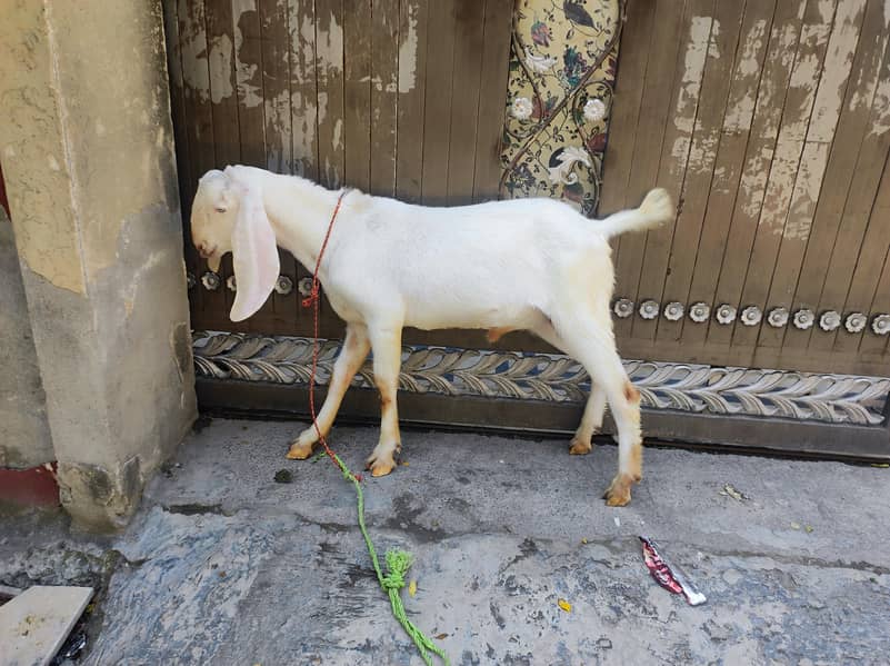 Bakra For Eid 3