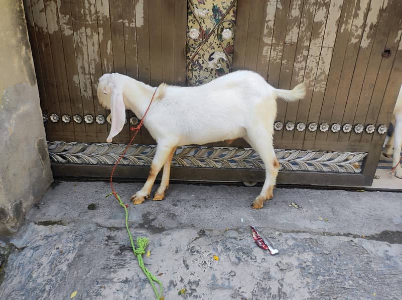 Bakra For Eid 4