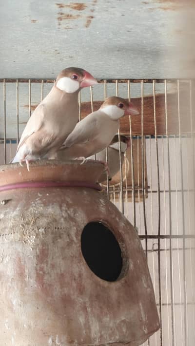 Fawn Java Opal Java silver Java for sale