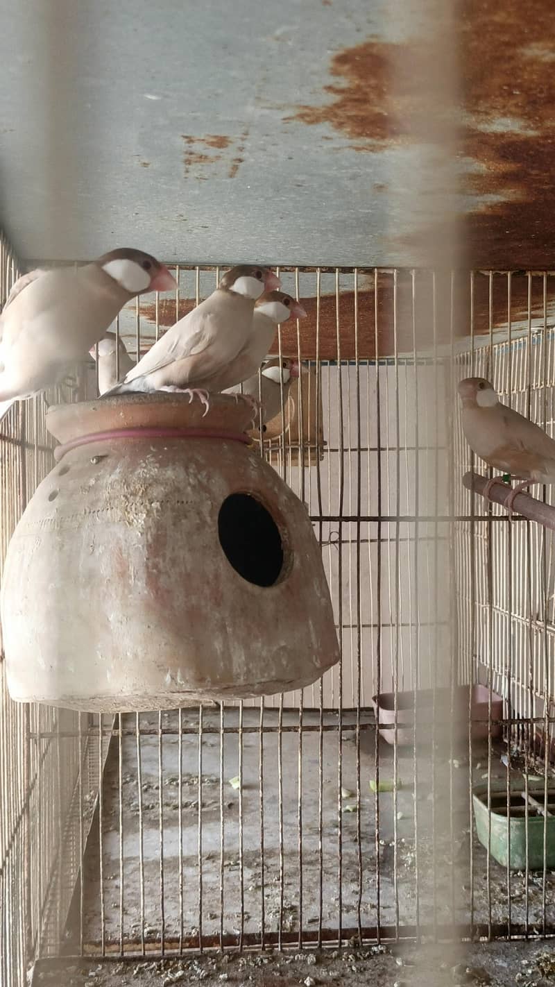 Fawn Java Opal Java silver Java for sale 2