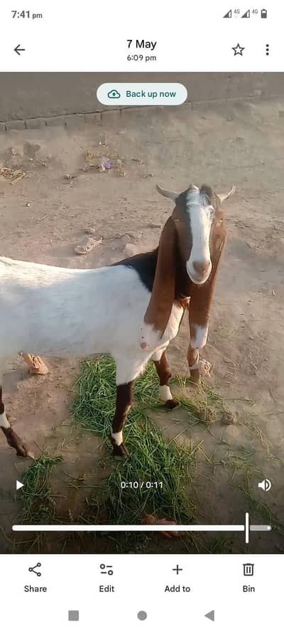 khobsorat bakra. 3 hy mere pass 45sy. 85tak ka he jisko chai