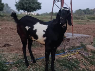 Bakra for Qurbani