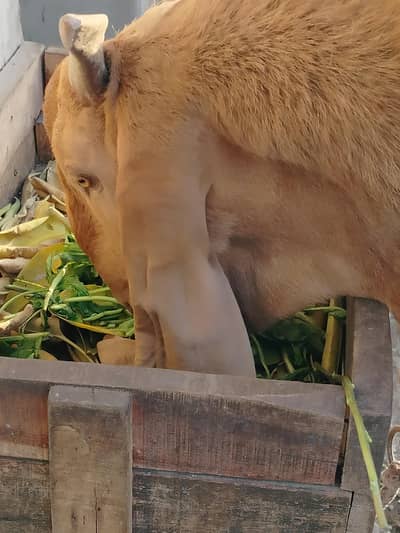 Bakra.