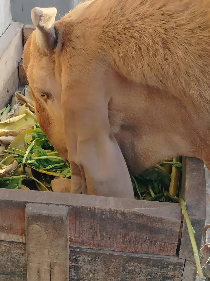 Bakra. 0