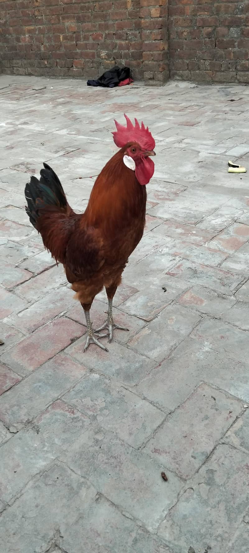 Desi murgha 4