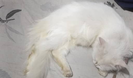 white persian cat