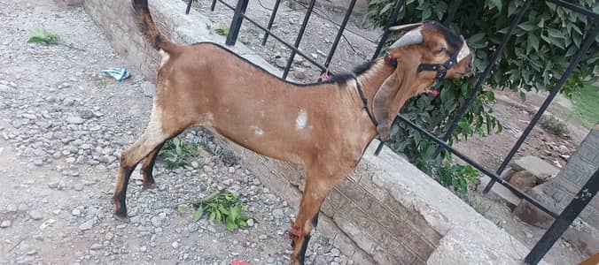 Male Goat for Sale