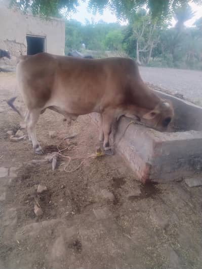 Cow Bull for Qurbani
